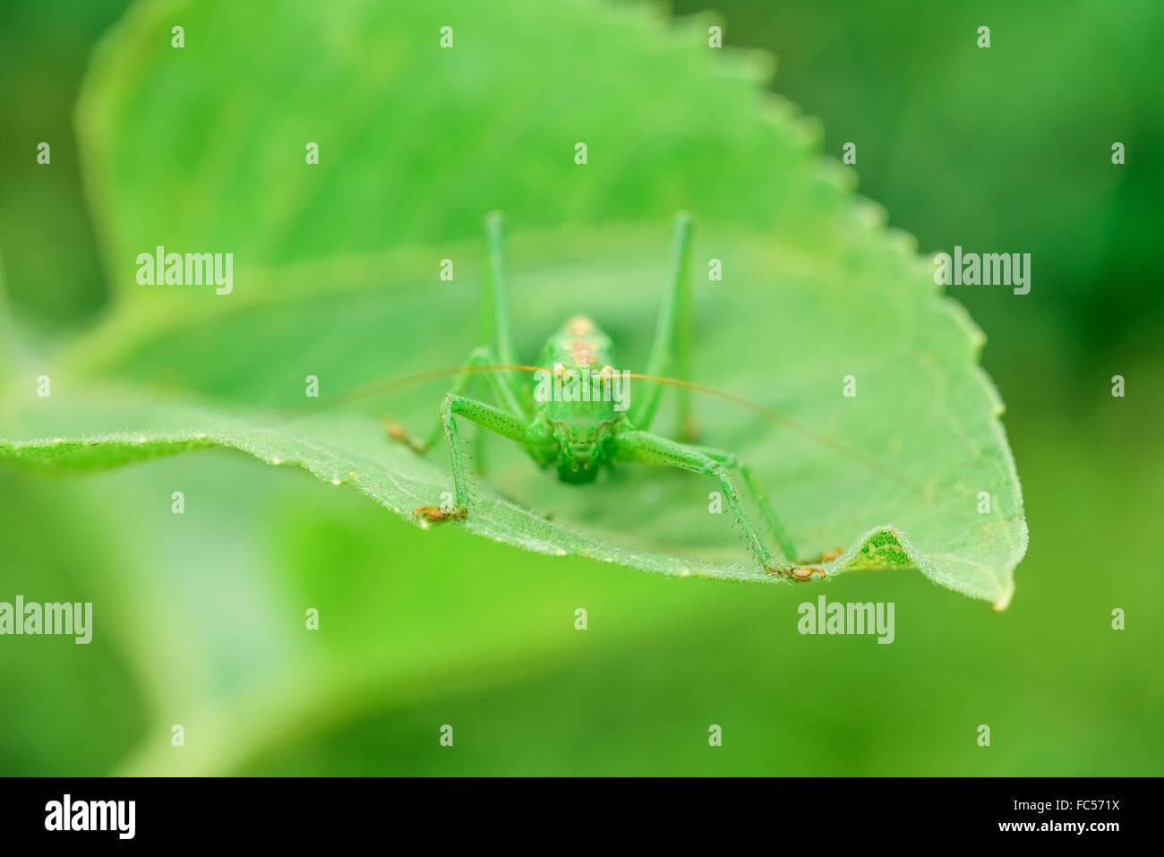 Les sauterelles green Banque D'Images