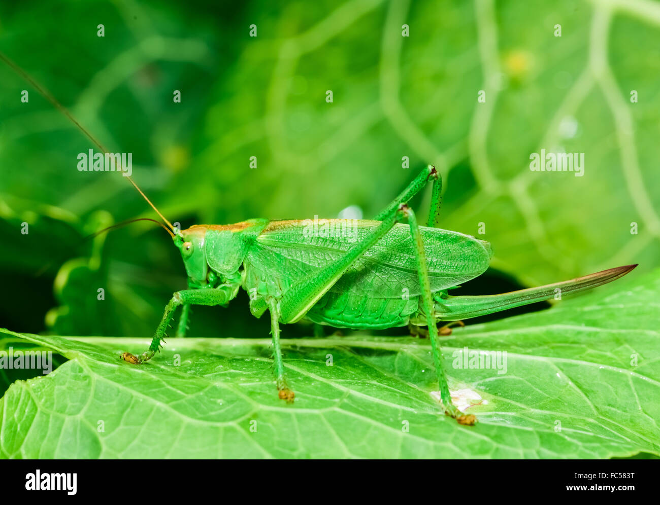 Les sauterelles green Banque D'Images