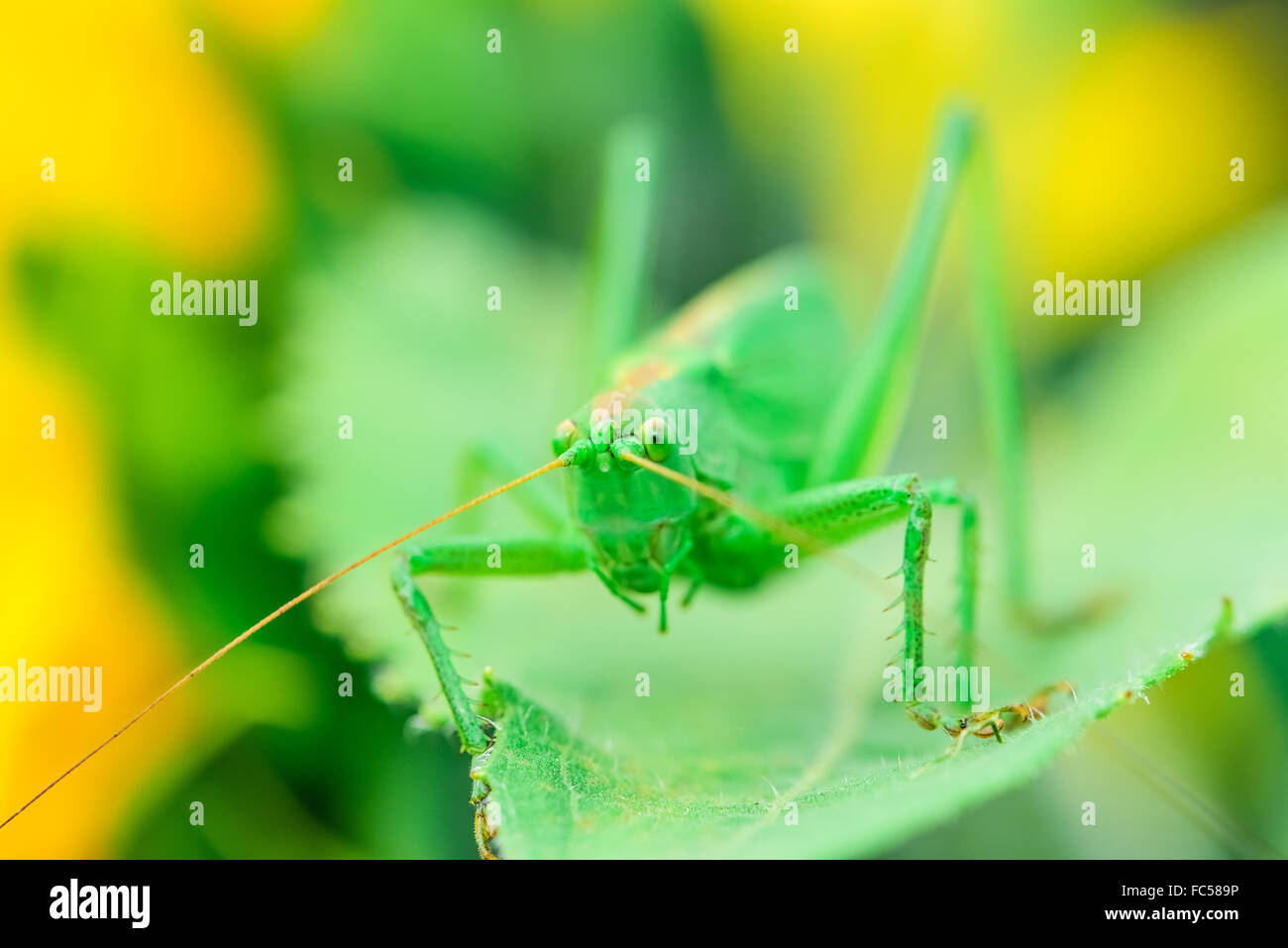 Les sauterelles green Banque D'Images