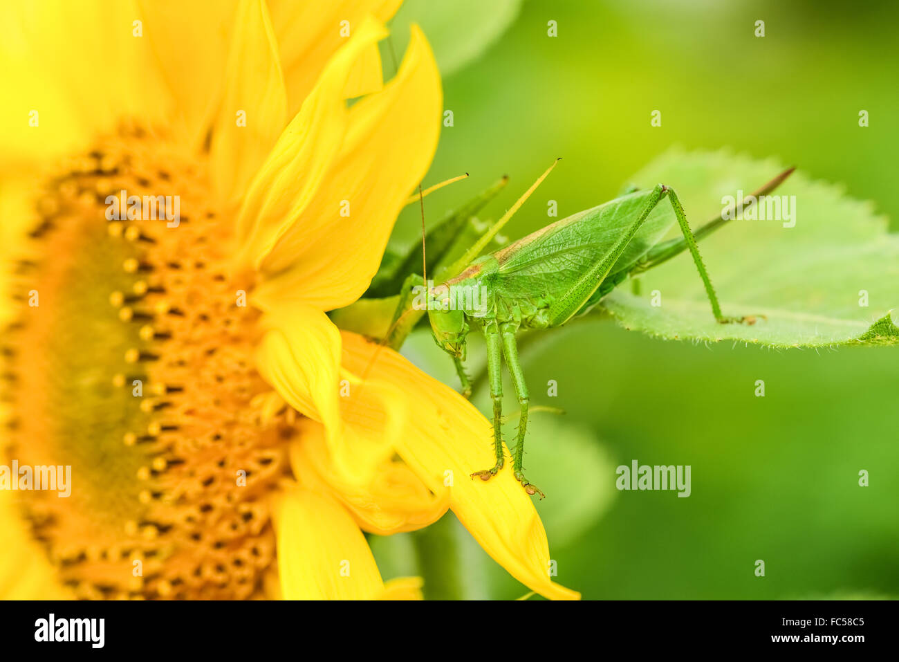 Les sauterelles green Banque D'Images