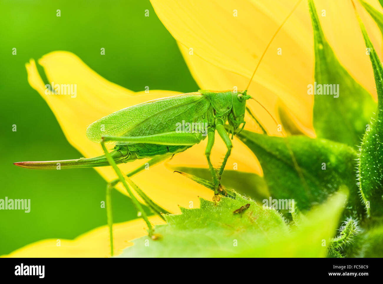 Les sauterelles green Banque D'Images
