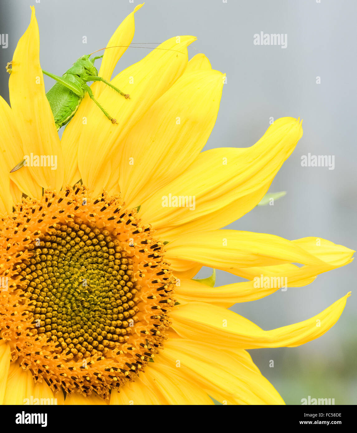 Les sauterelles green Banque D'Images