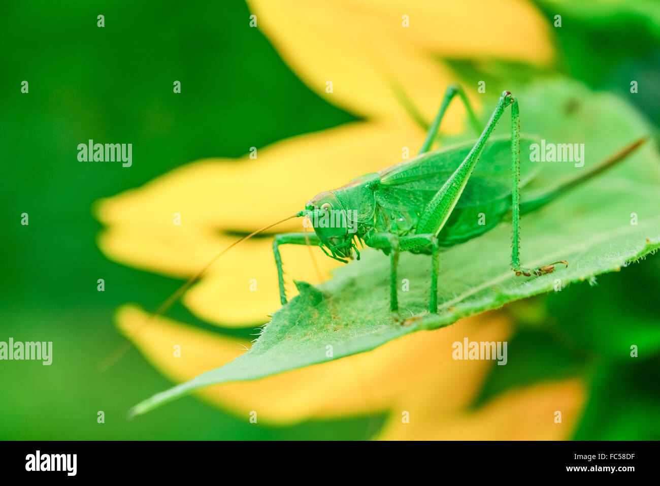 Les sauterelles green Banque D'Images