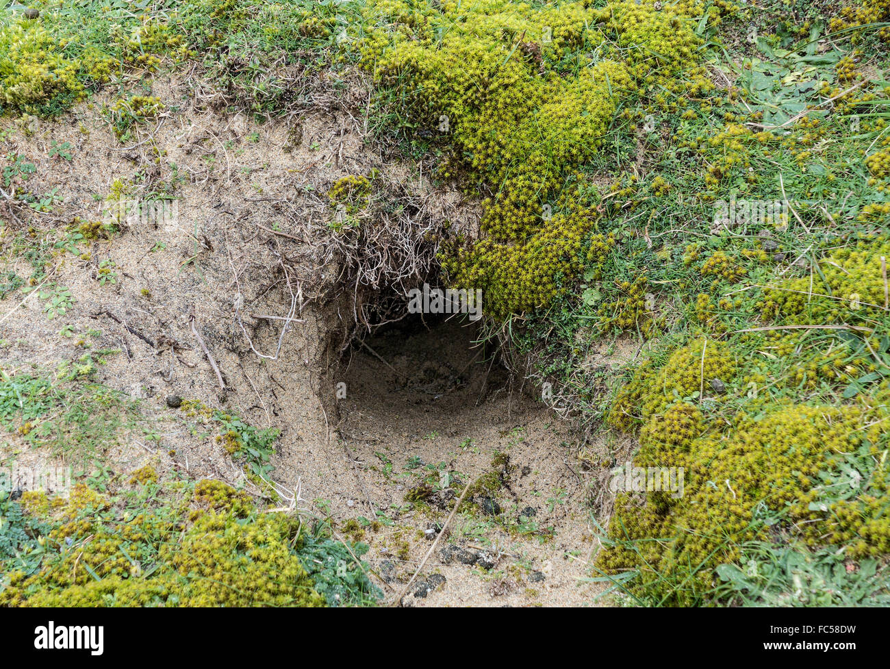 Un trou de lapin Banque D'Images