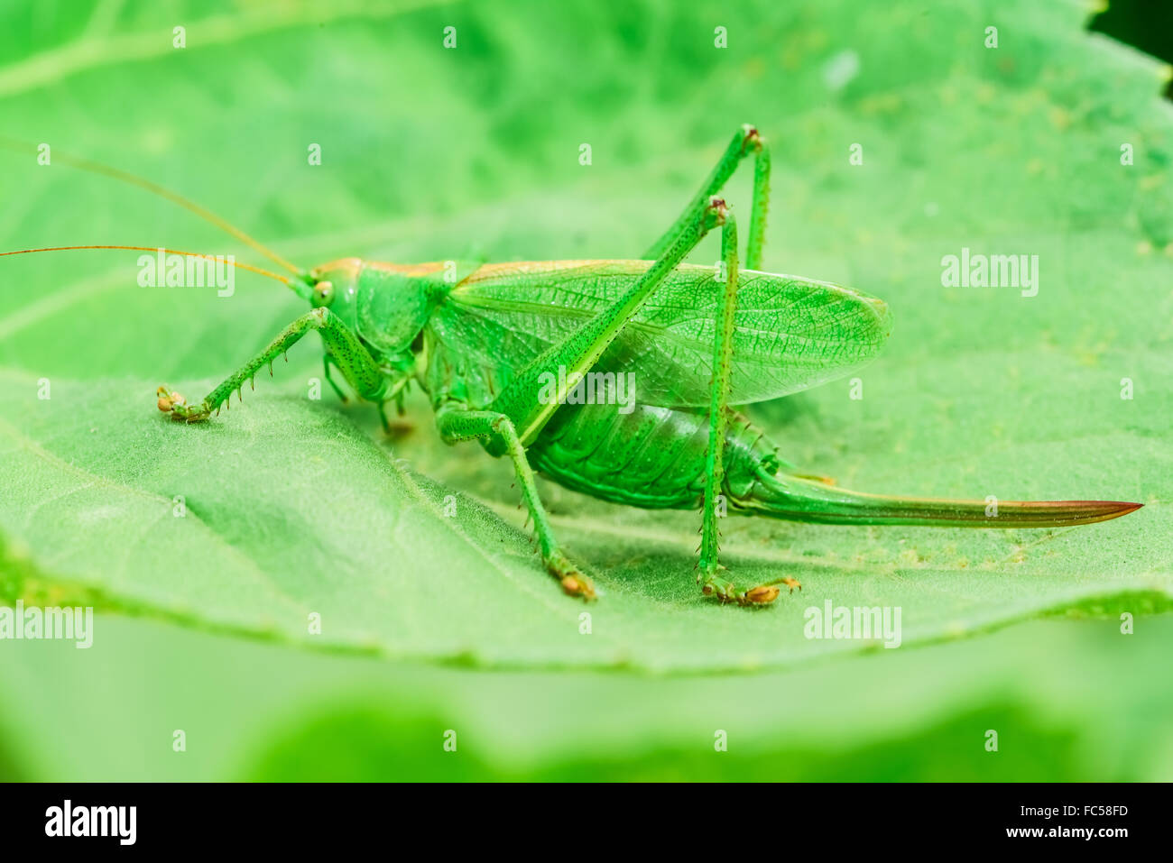 Les sauterelles green Banque D'Images
