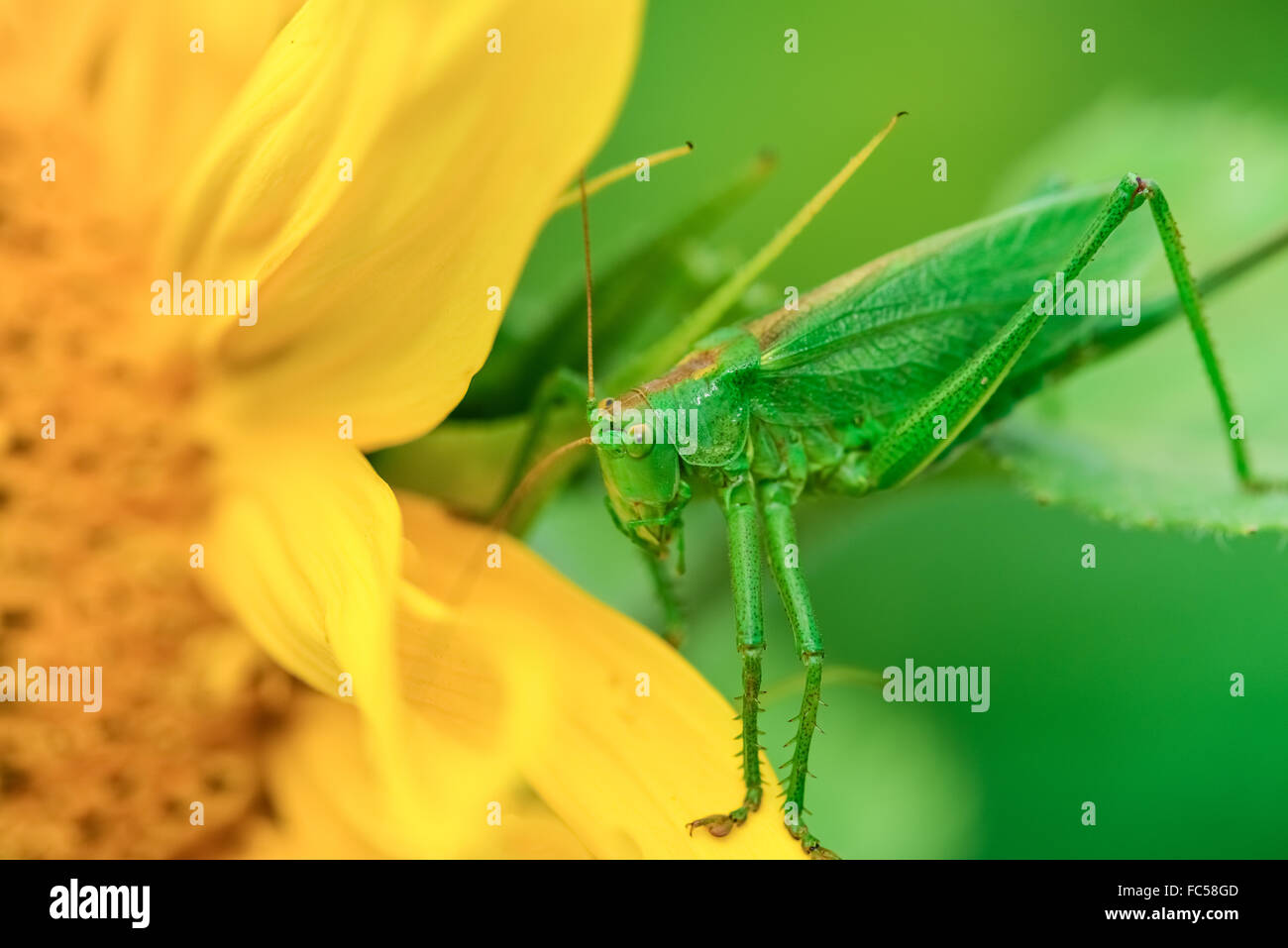 Les sauterelles green Banque D'Images