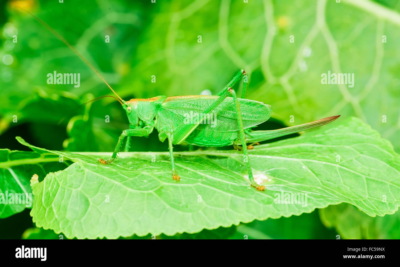 Les sauterelles green Banque D'Images