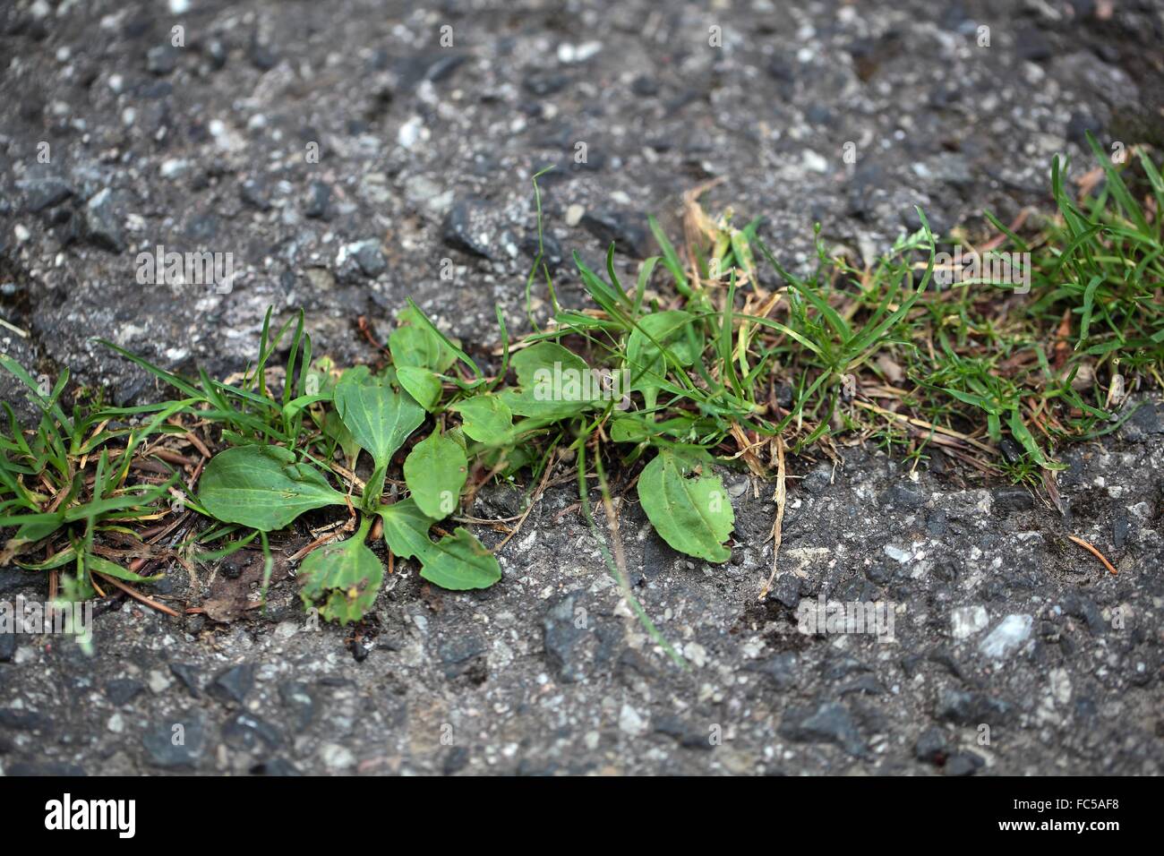Les plantes vertes qui poussent sur une route goudronnée. Banque D'Images