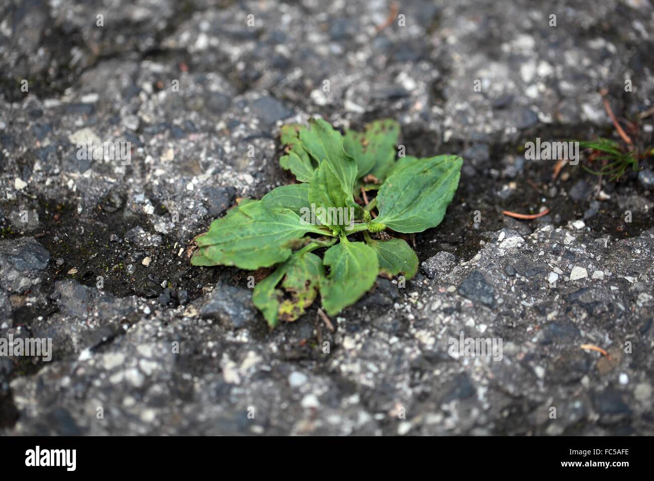 Les plantes vertes qui poussent sur une route goudronnée. Banque D'Images