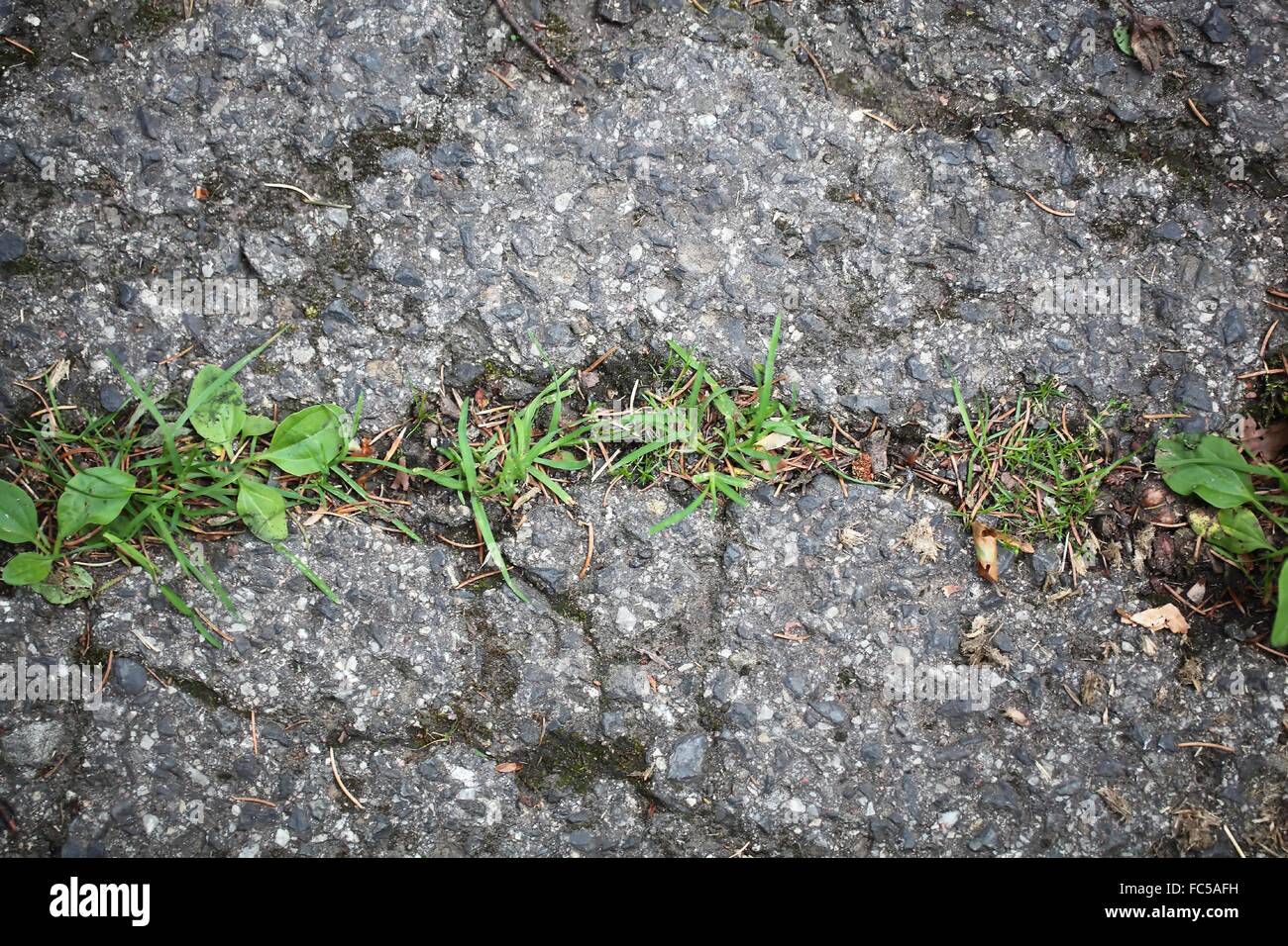 Les plantes vertes qui poussent sur une route goudronnée. Banque D'Images