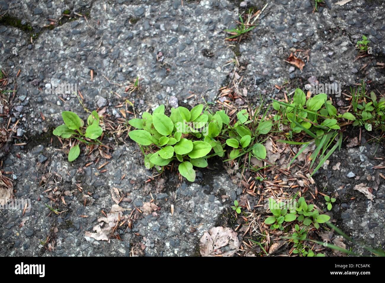 Les plantes vertes qui poussent sur une route goudronnée. Banque D'Images