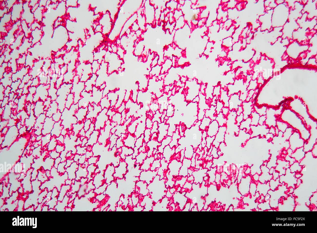 Les cellules pulmonaires sous le microscope Banque D'Images