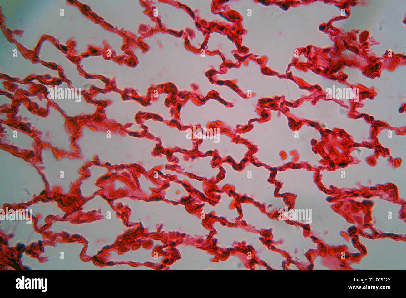 Les cellules pulmonaires sous le microscope Banque D'Images