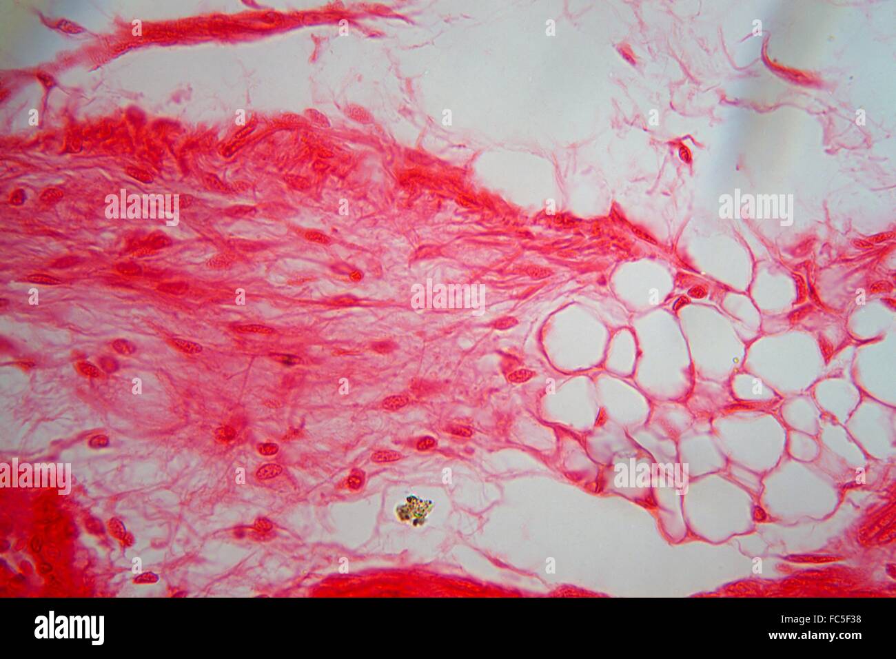 Les cellules du tissu de la trachée sous le microscope Banque D'Images