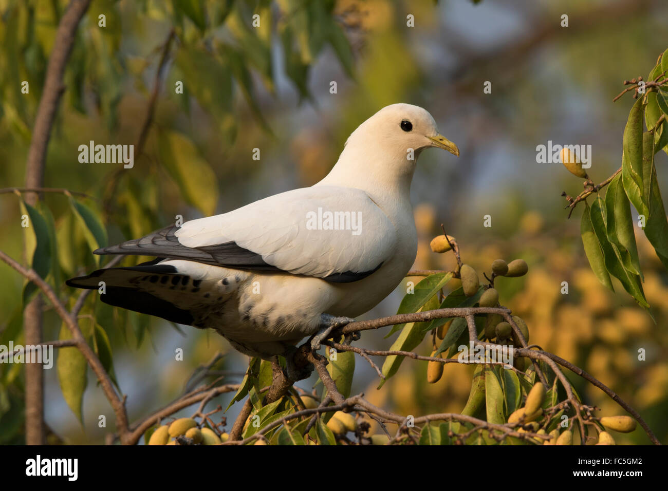 Imperial Torresian Pigeon (Ducula spilorrhoa) perché dans un arbre à fruits Banque D'Images