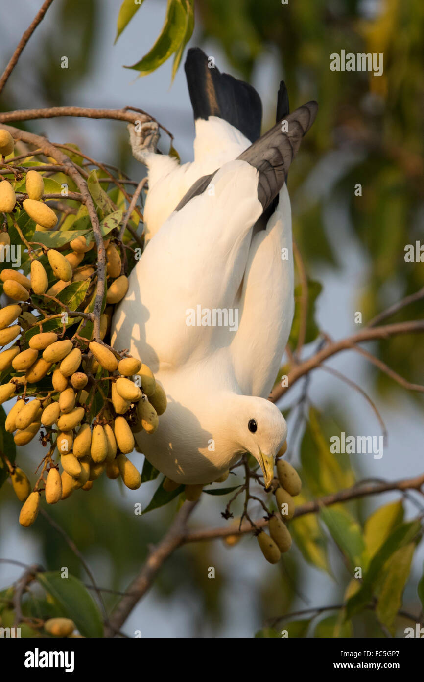 Imperial Torresian Pigeon (Ducula spilorrhoa) manger des fruits d'un arbre acrobatically Banque D'Images