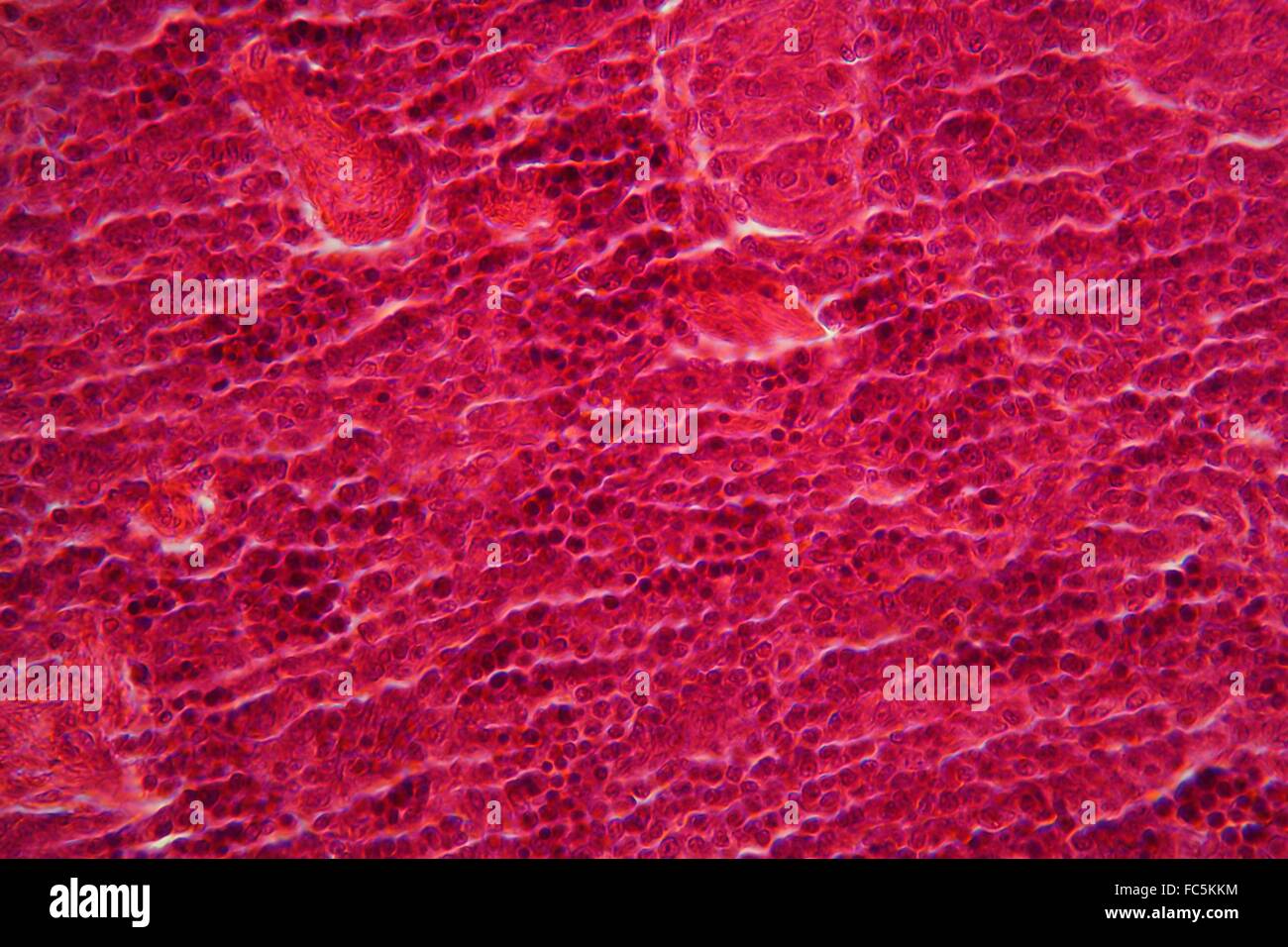 Pancreas cell Banque de photographies et d’images à haute résolution ...