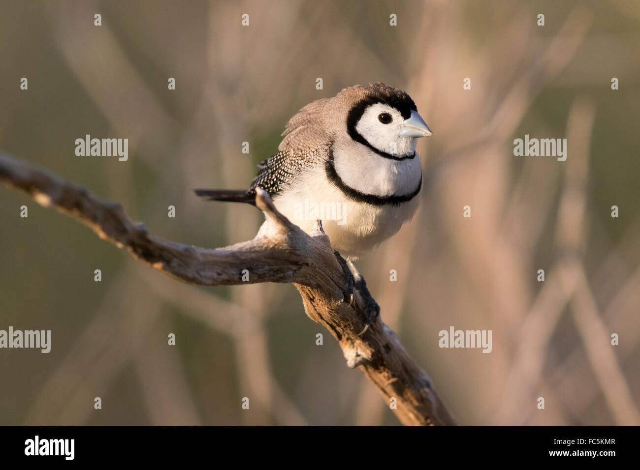 Double-prescription Finch (Taenopygia bichenovii) Banque D'Images