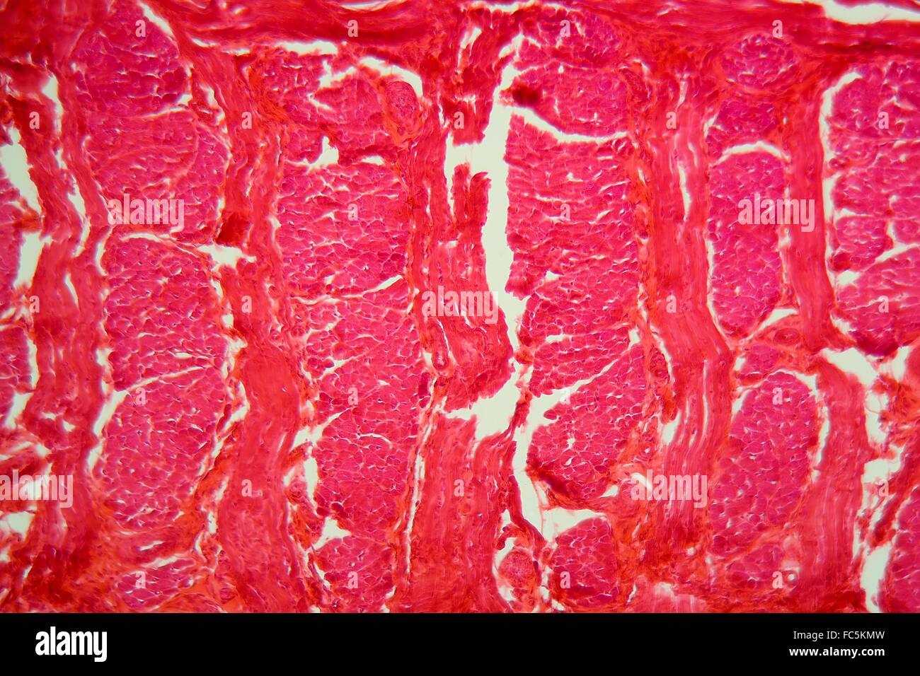 Muscels d'une langue sous le microscope Banque D'Images