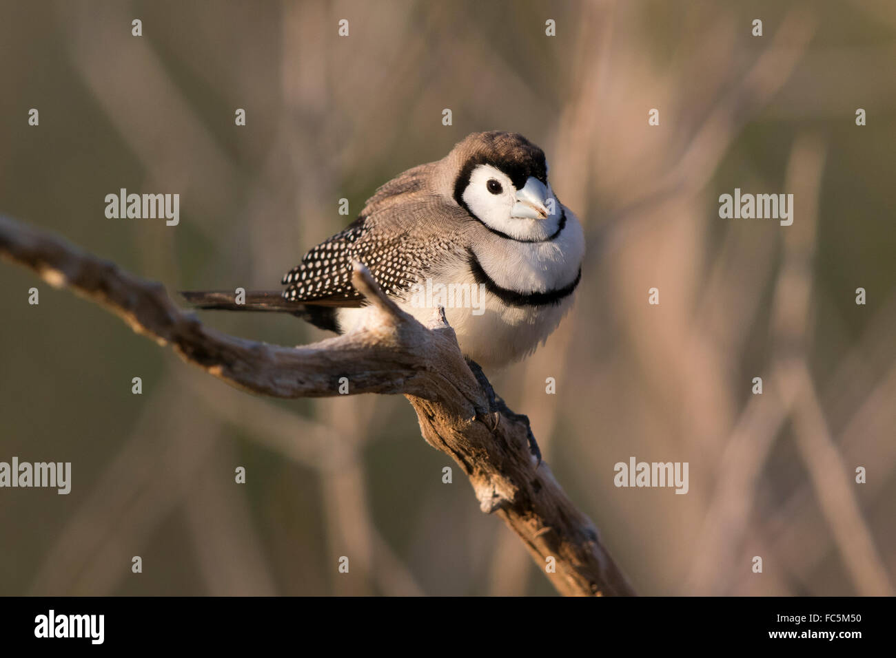 Double-prescription Finch (Taenopygia bichenovii) Banque D'Images