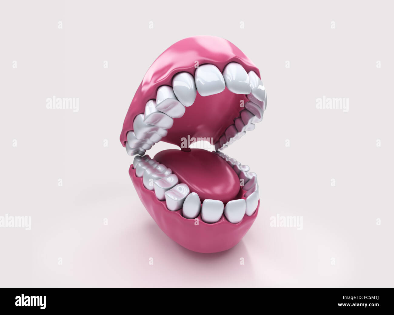 Les dents permanentes, la dentition adultes Banque D'Images