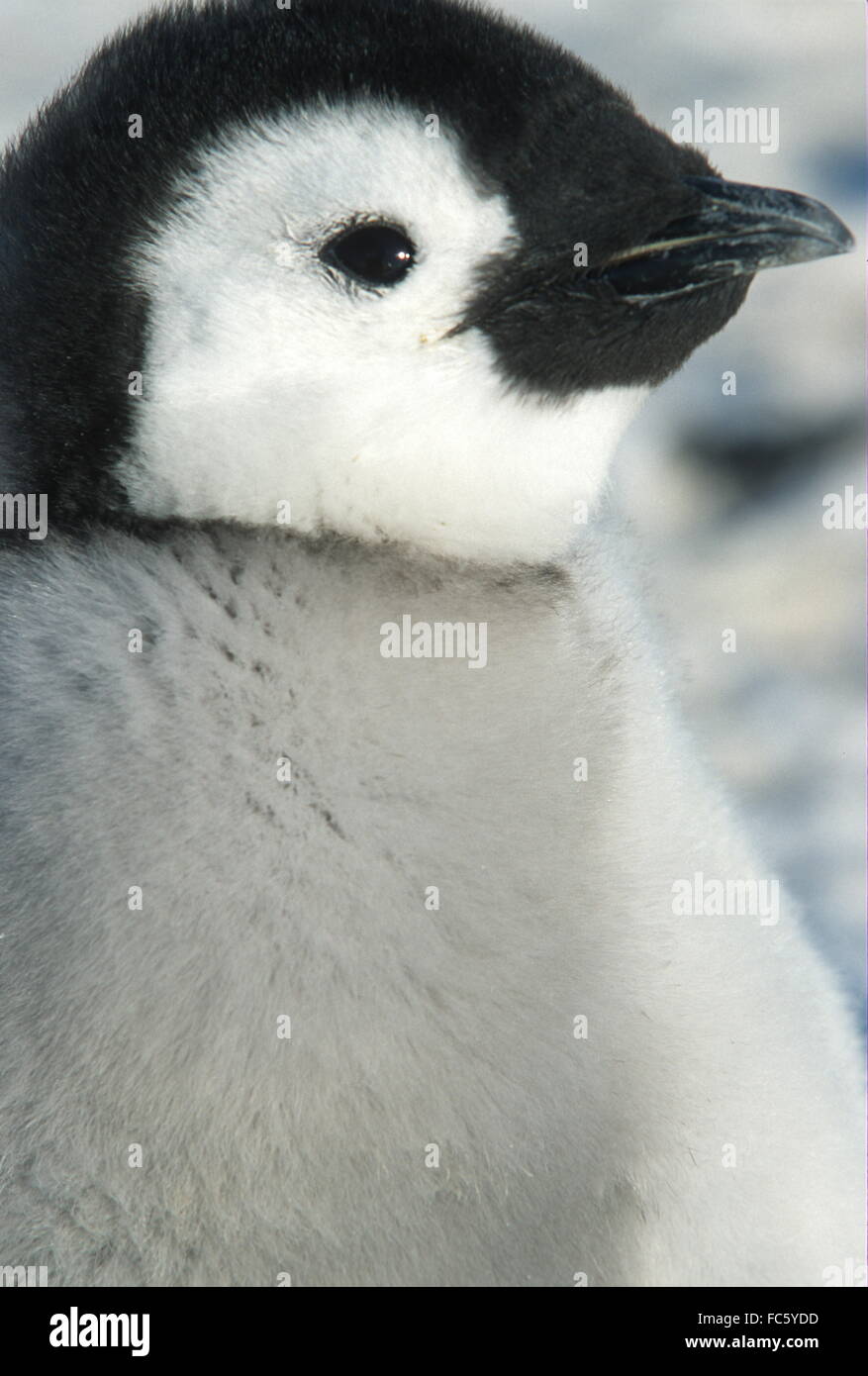 Poussin manchot empereur head shot et Vue de profil. Chick in plummage. Lambton Dawson emplacement zone Glacier Antarctique Banque D'Images
