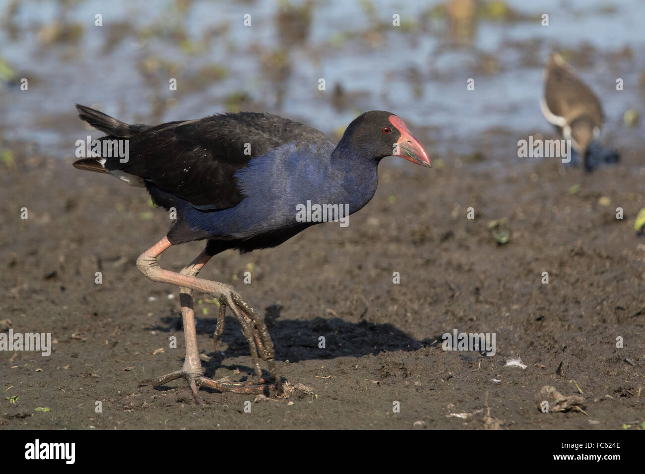 Talève Sultane (Porphyrio porphyrio melanotus) marche sur la marge d'un lac boueux Banque D'Images