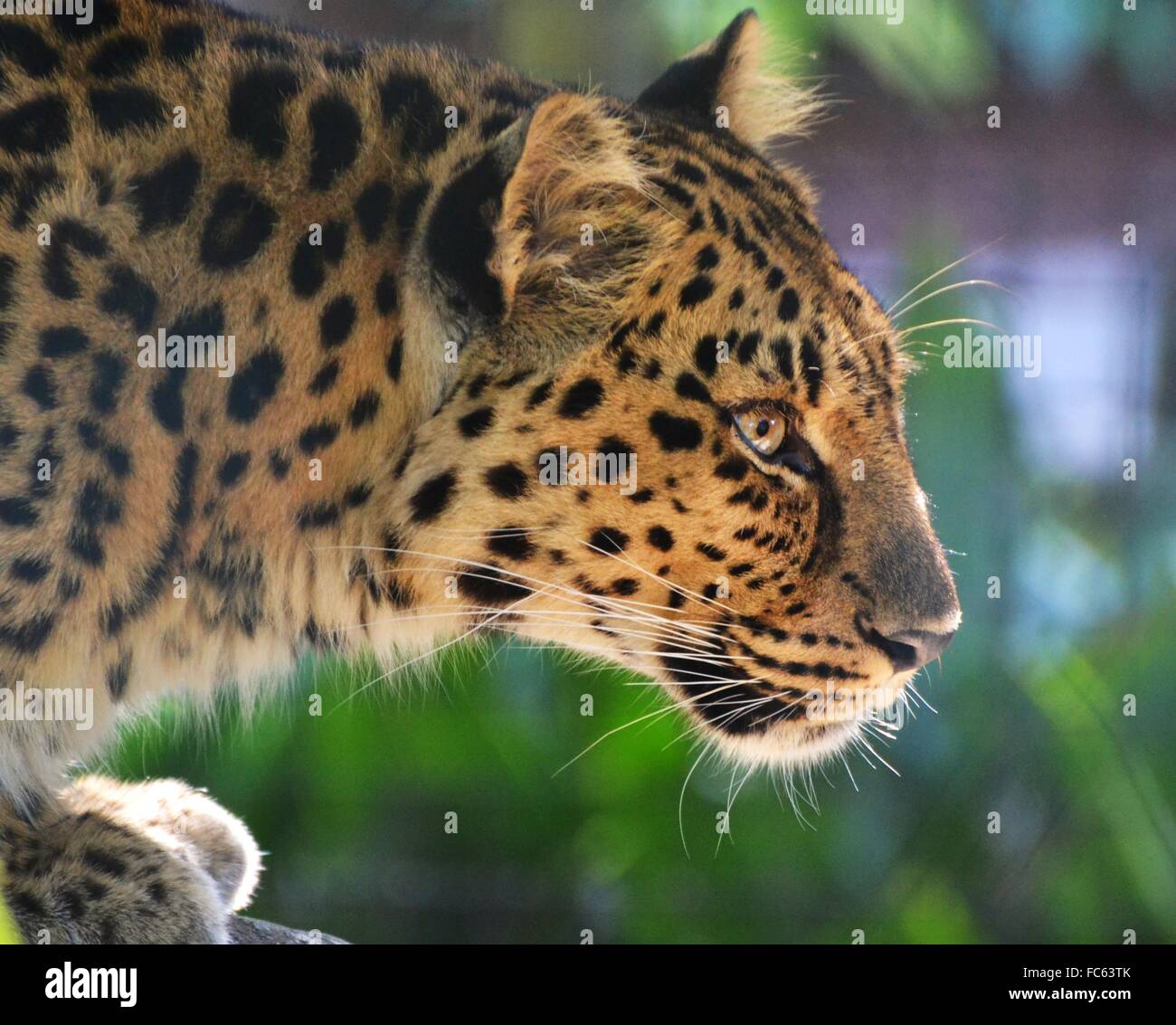 Portrait d'une femelle adulte Panthère (Panthera pardus orientalis) Banque D'Images