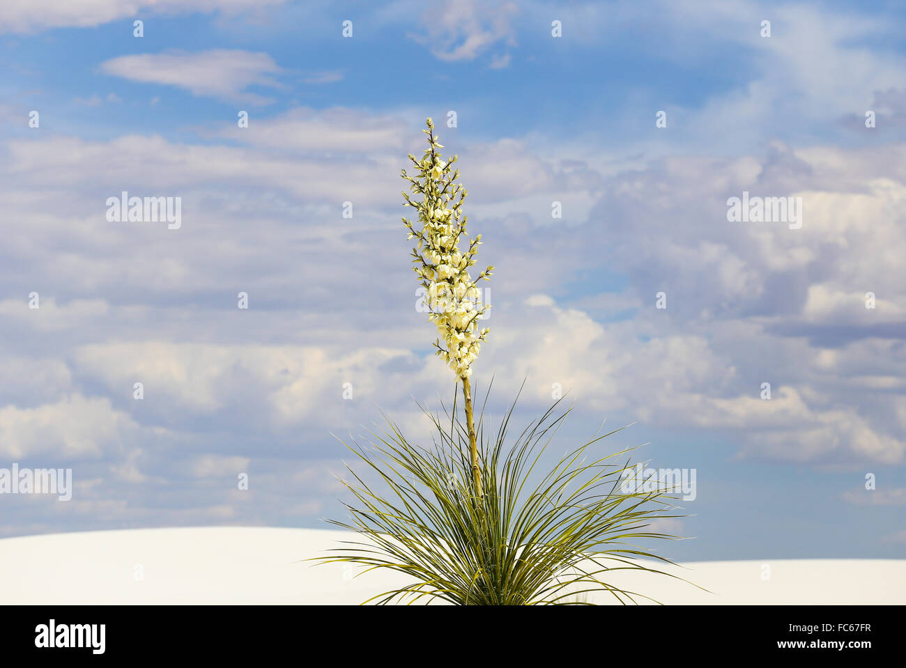 Yucca en fleurs Banque D'Images