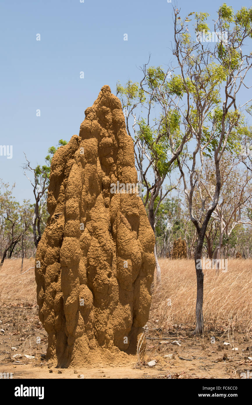 Termite mound (cathédrale de Nasutitermes triodiae) Banque D'Images