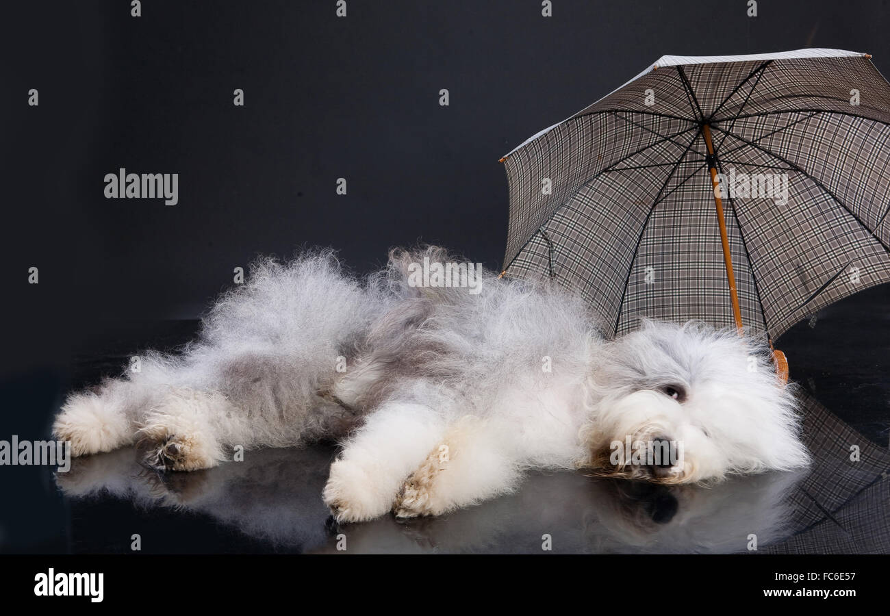 Chien avec parapluie Banque de photographies et d'images à haute résolution  - Alamy