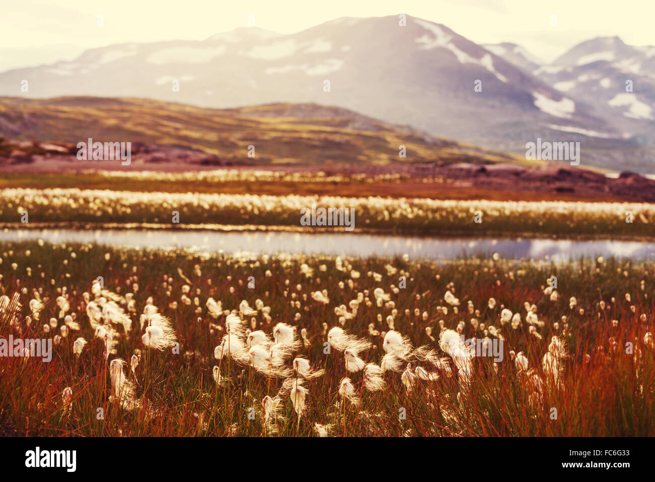 Fleurs arctiques Banque D'Images