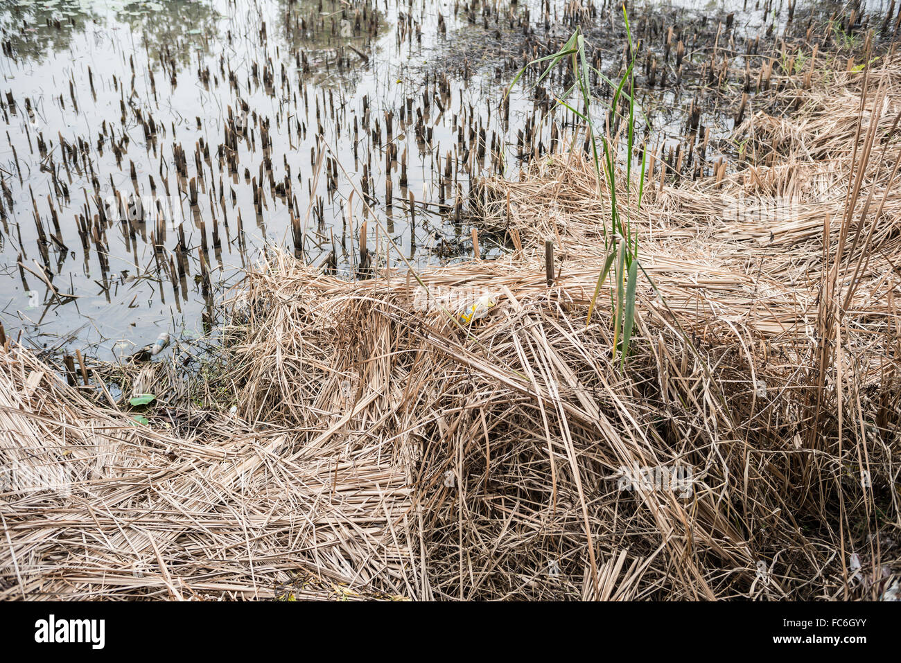 Brins d'herbe près d'un étang de lotus s'est évanoui Banque D'Images