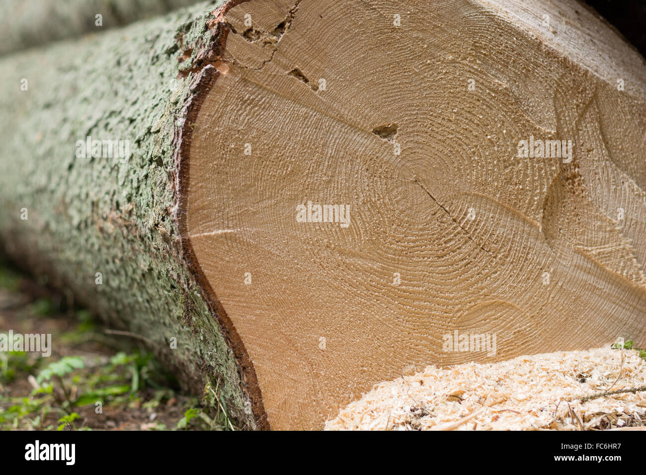 Les anneaux de croissance en tronc d'arbre abattu Banque D'Images