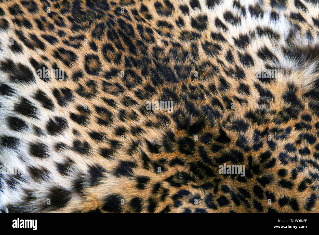 La peau de Leopard Banque D'Images