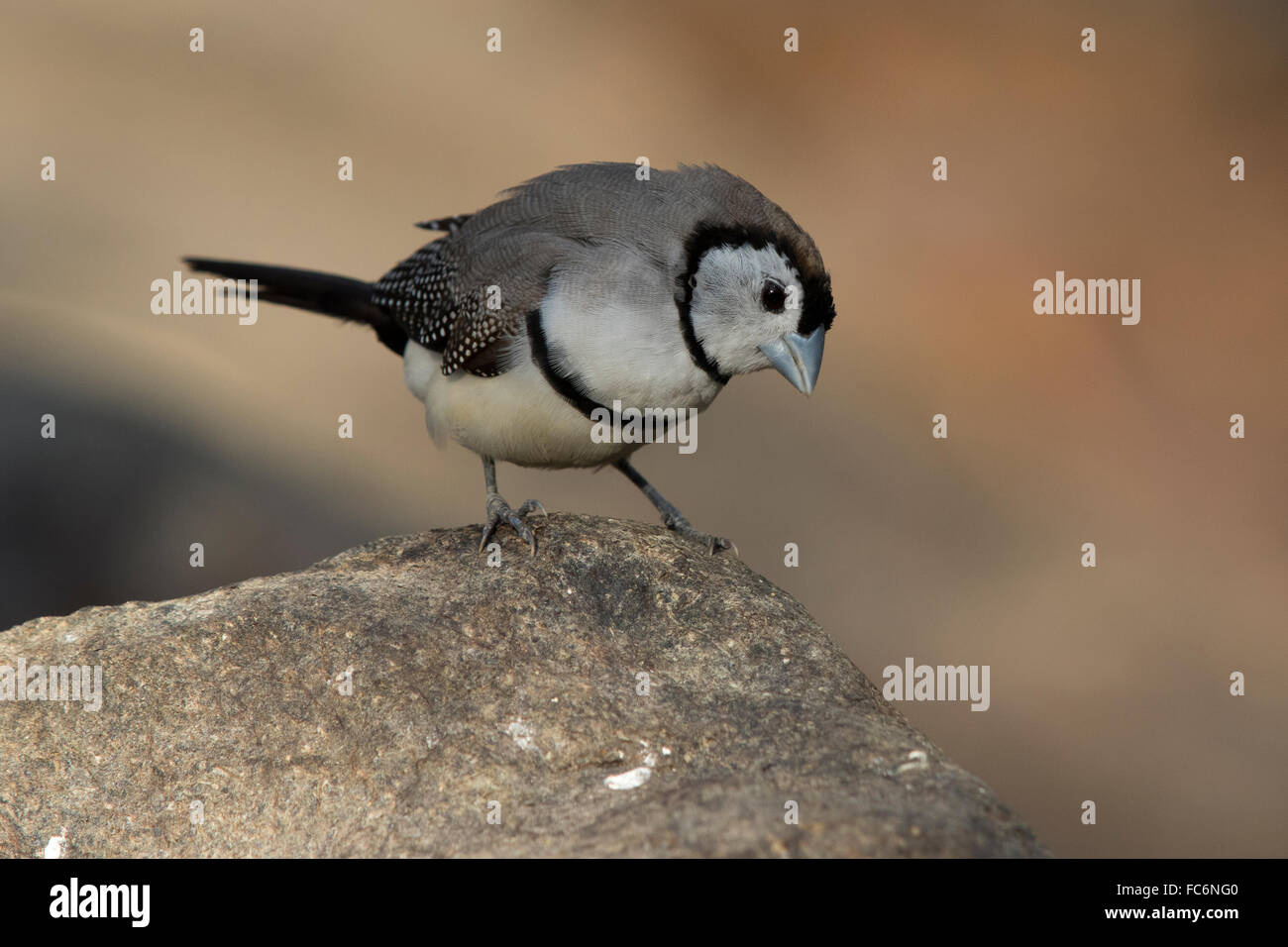 Double-prescription Finch (Taeniopygia bichenovii) Banque D'Images