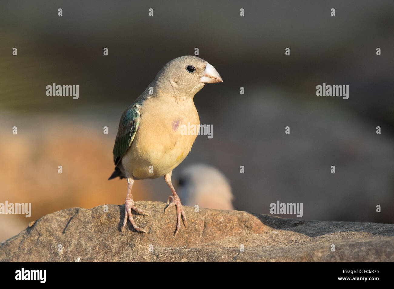 Gouldian Finch immatures (Erythrura gouldiae) Banque D'Images