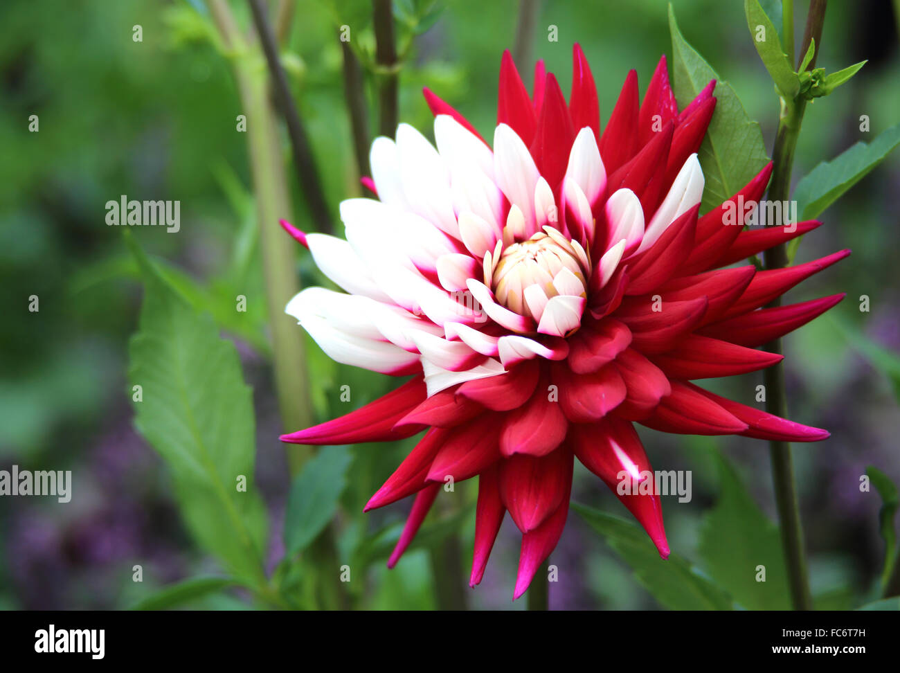 Dahlia blanc rouge Banque D'Images