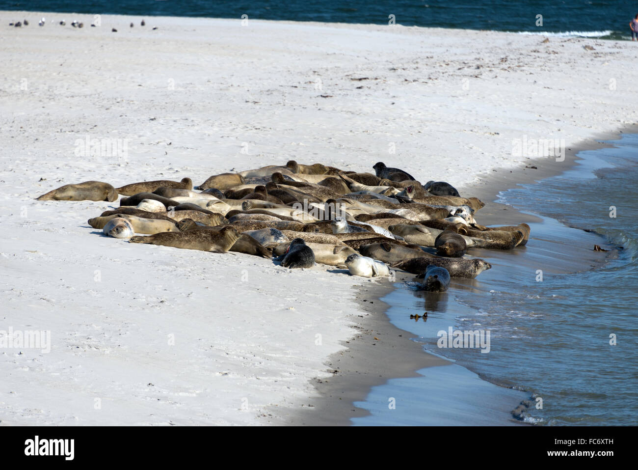 Les phoques gris sur la dune Helgoland Banque D'Images
