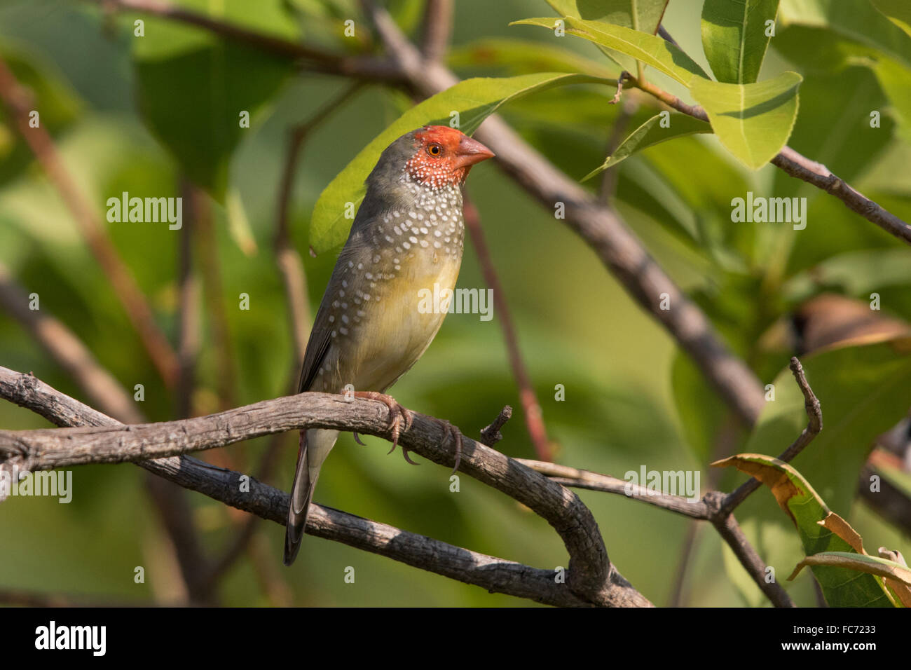 Star Finch (Neochmia ruficauda) Banque D'Images