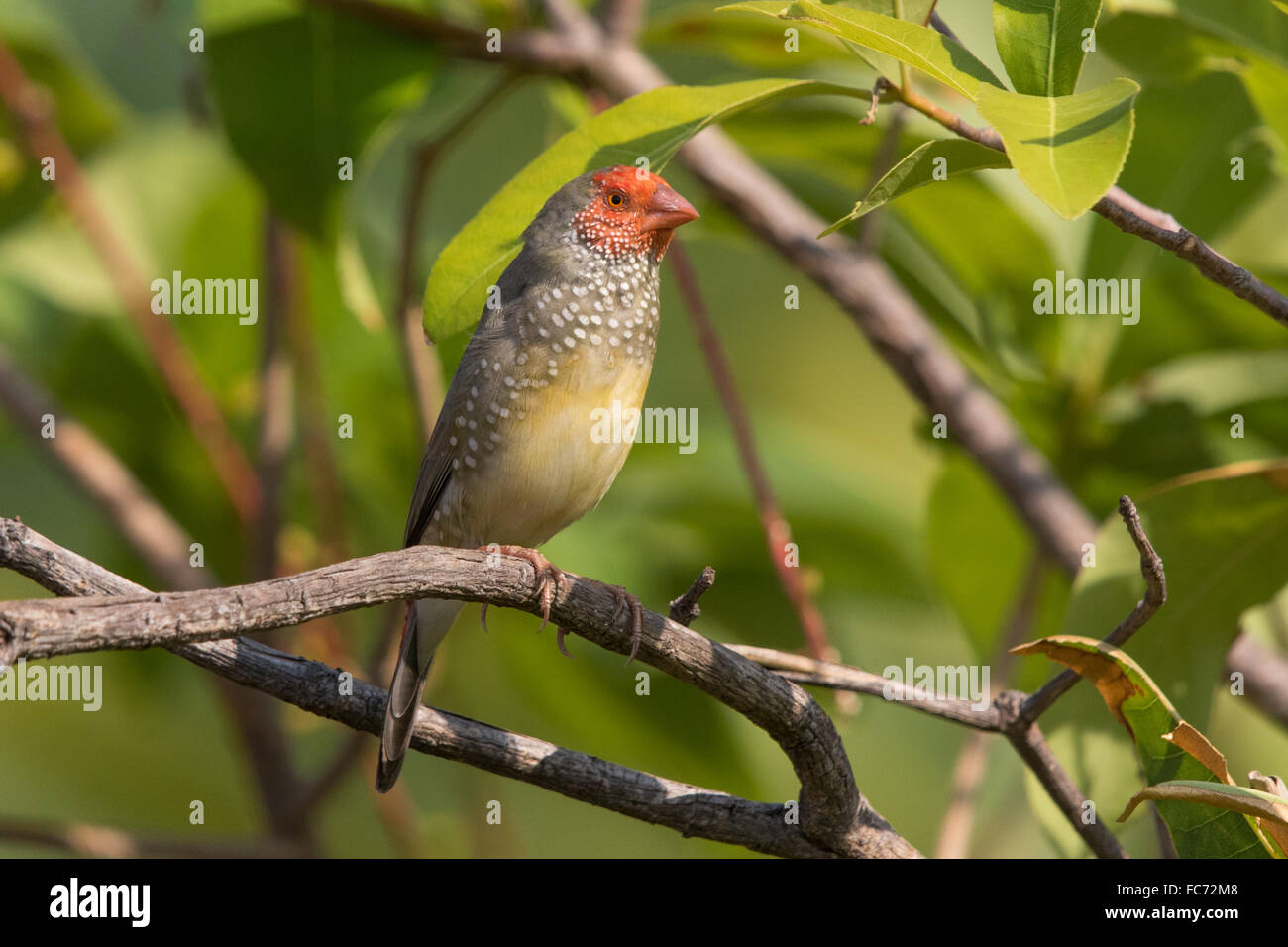 Star Finch (Neochmia ruficauda) Banque D'Images