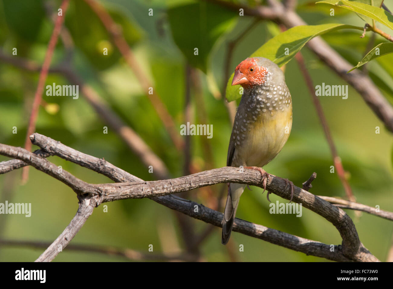 Star Finch (Neochmia ruficauda) Banque D'Images