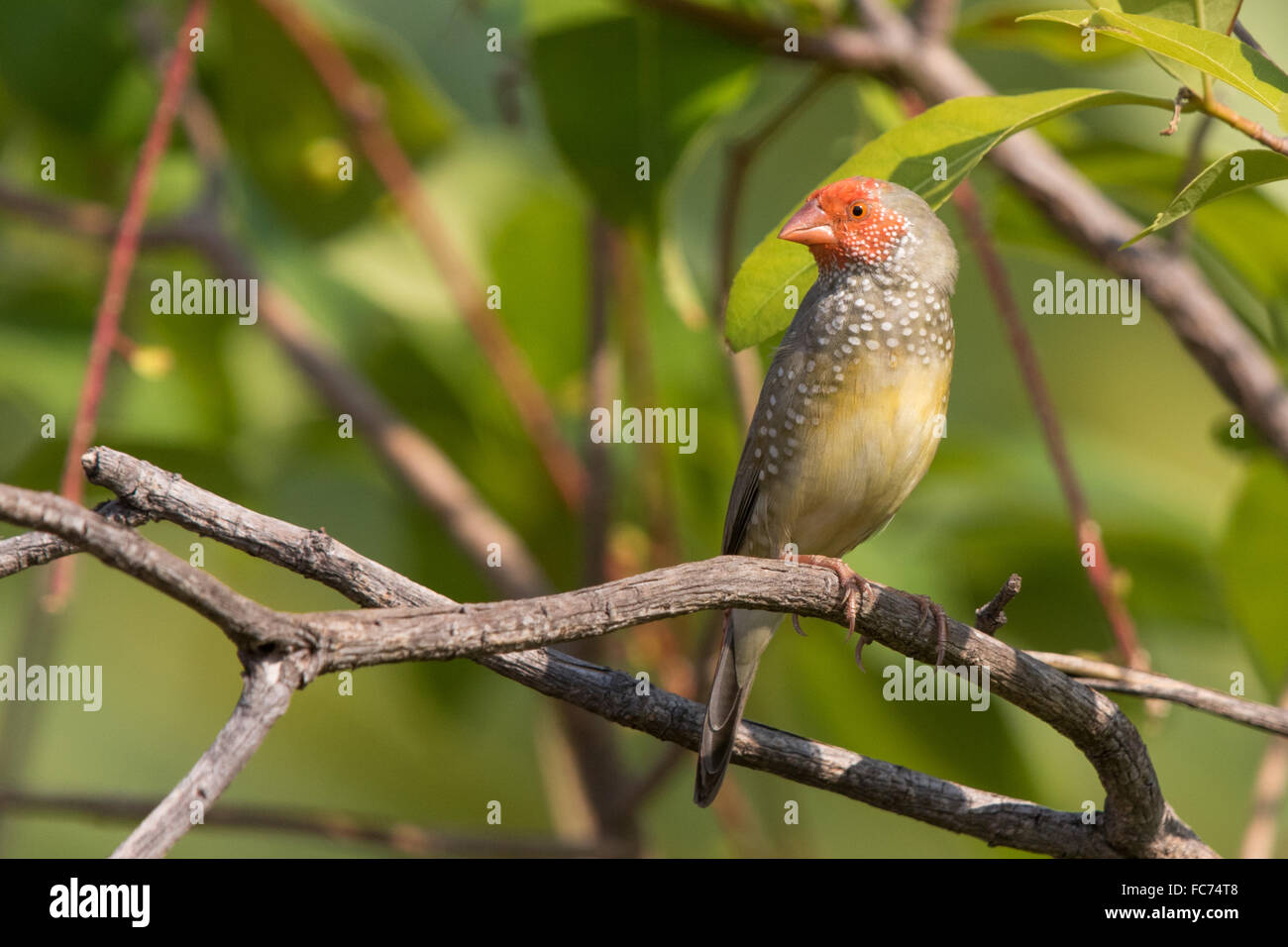 Star Finch (Neochmia ruficauda) Banque D'Images