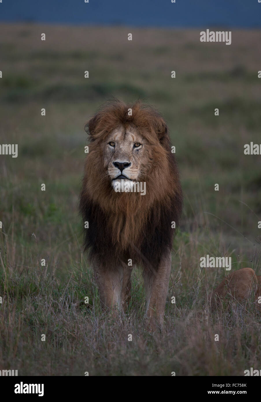 Lion debout dans le champ remote Banque D'Images
