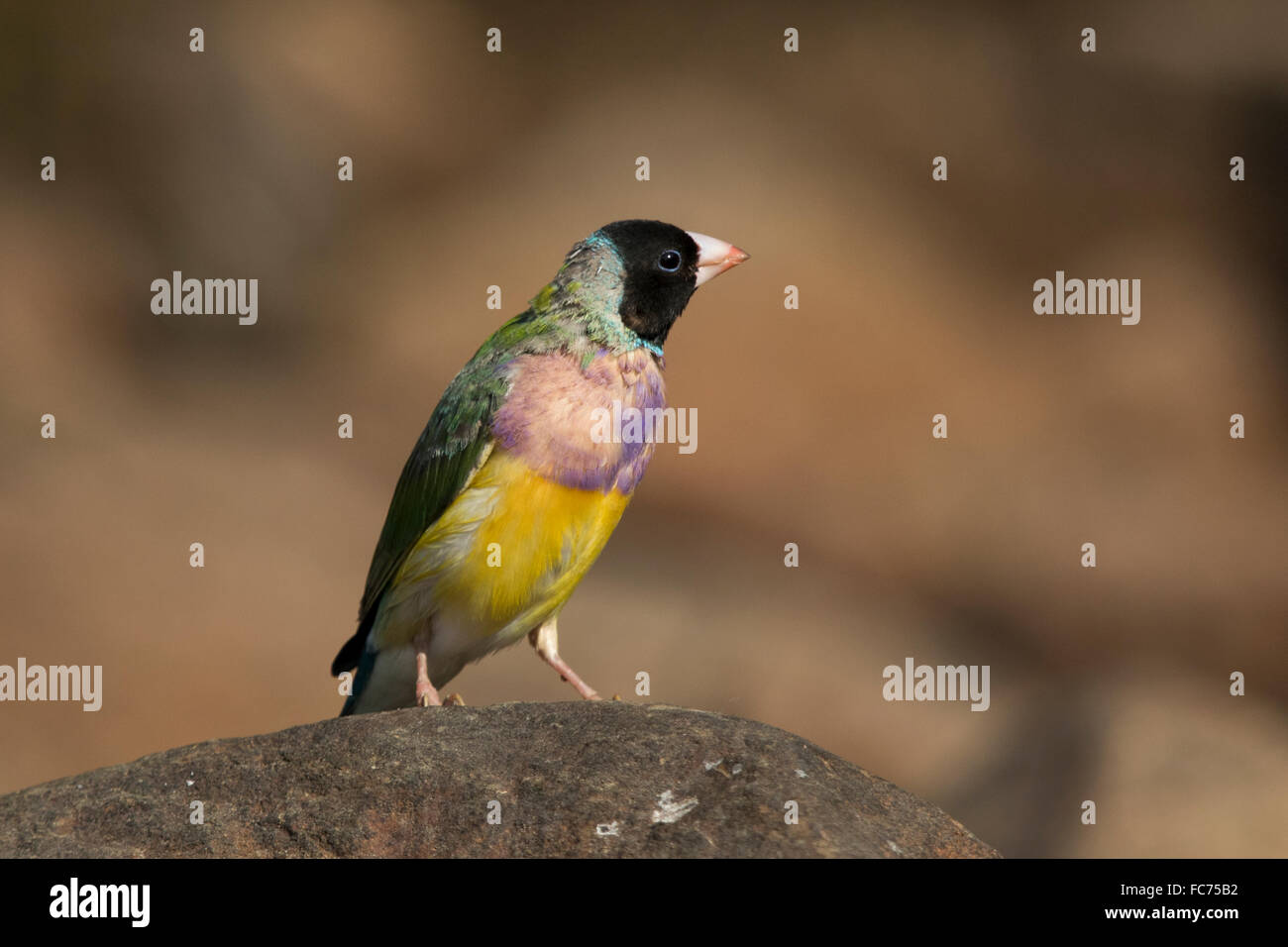 Black-faced Gouldian Finch (Erythrura gouldiae) Banque D'Images