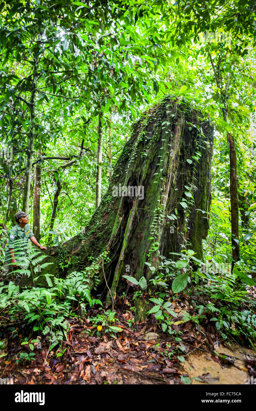 Un ranger debout près de ce qui reste d'un grand arbre chuté en raison de la forêt quelques années plus tôt dans le parc national de Gunung Leuser, Indonésie. Banque D'Images