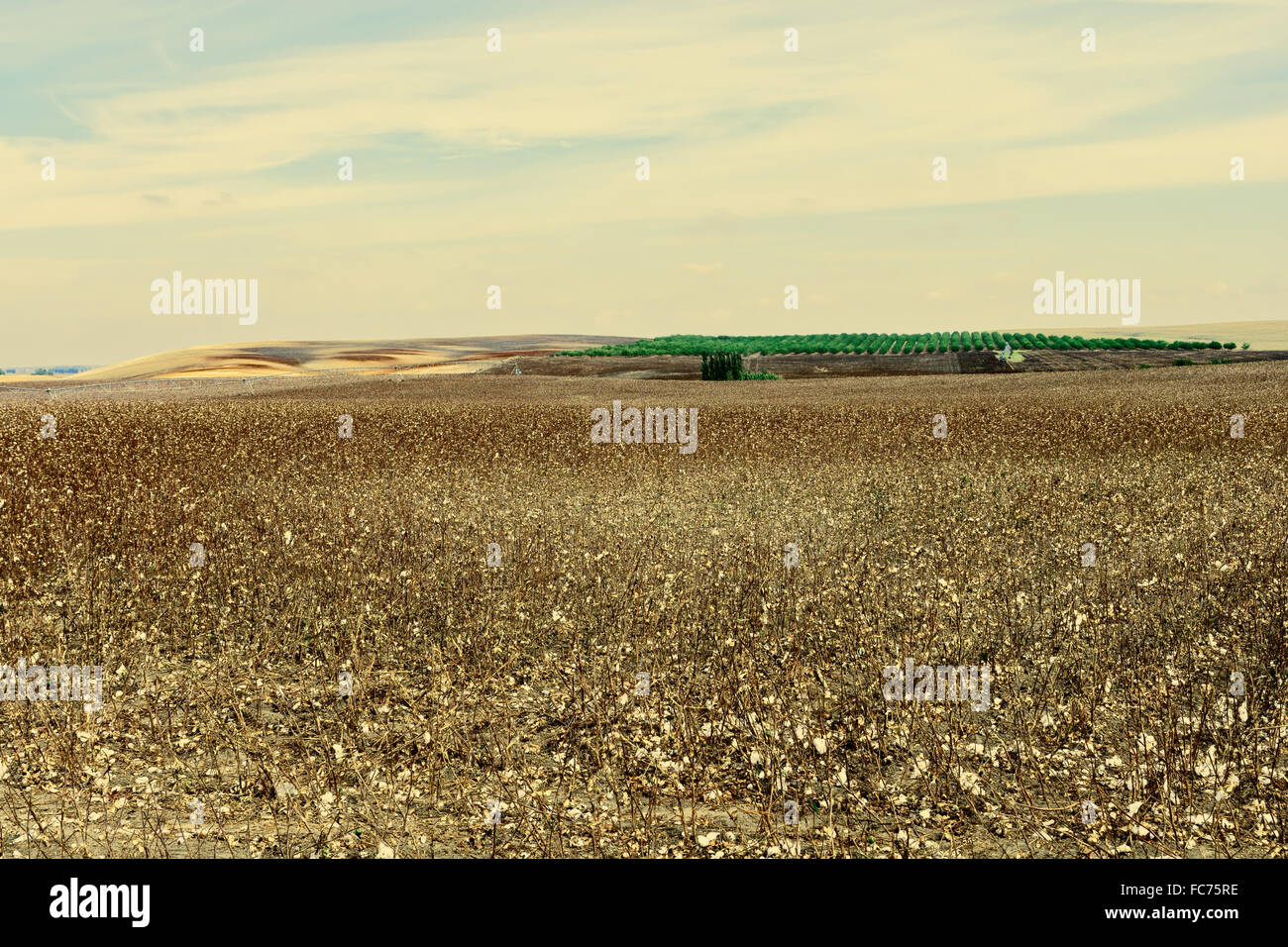 Coton Banque D'Images