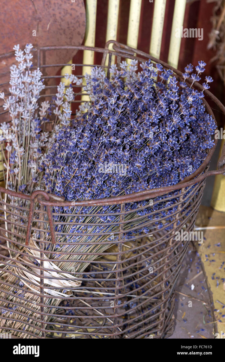 Bouquets de lavande sèche dans un panier vintage Banque D'Images