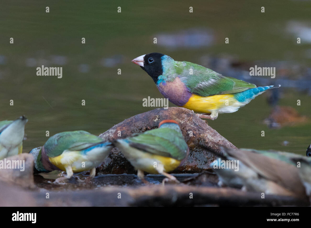 Black-faced Gouldian Finch (Erythrura gouldiae) Banque D'Images