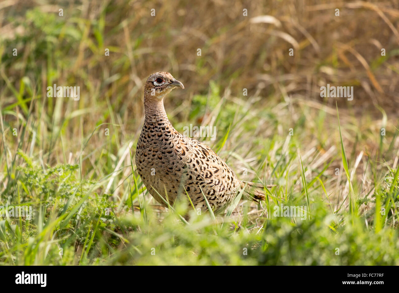 Faisan de Colchide femelle Banque D'Images